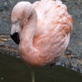 402-3863 Safari Park - Chilean Flamingo